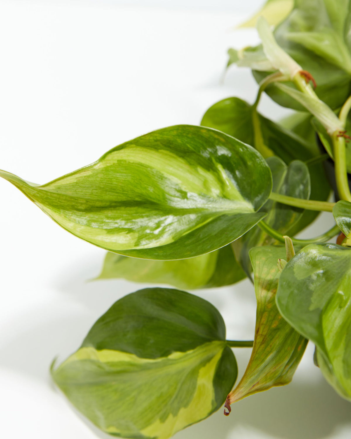Philodendron Brasil