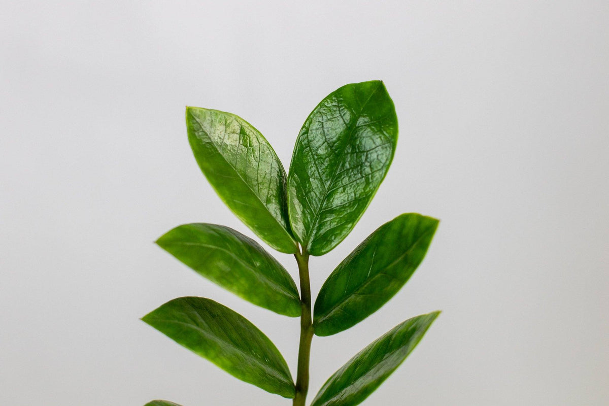 ZZ Plant