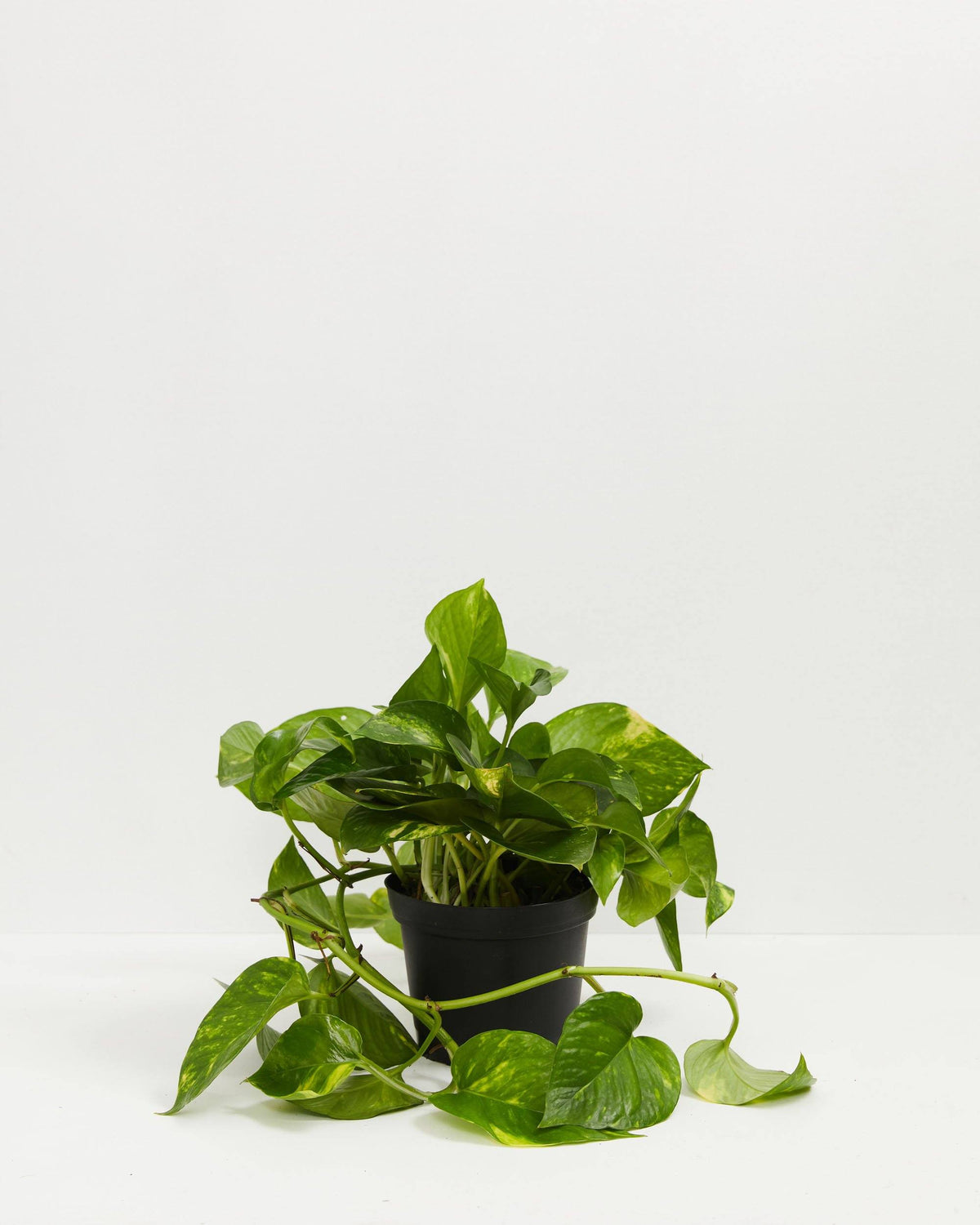 Golden Pothos Plant
