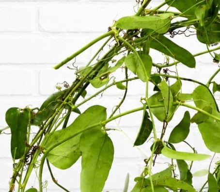 Fresh & Natural Wild Smilax