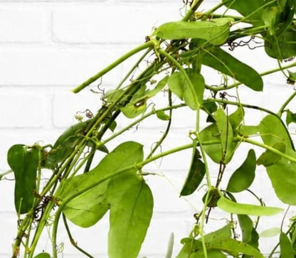 Fresh & Natural Wild Smilax