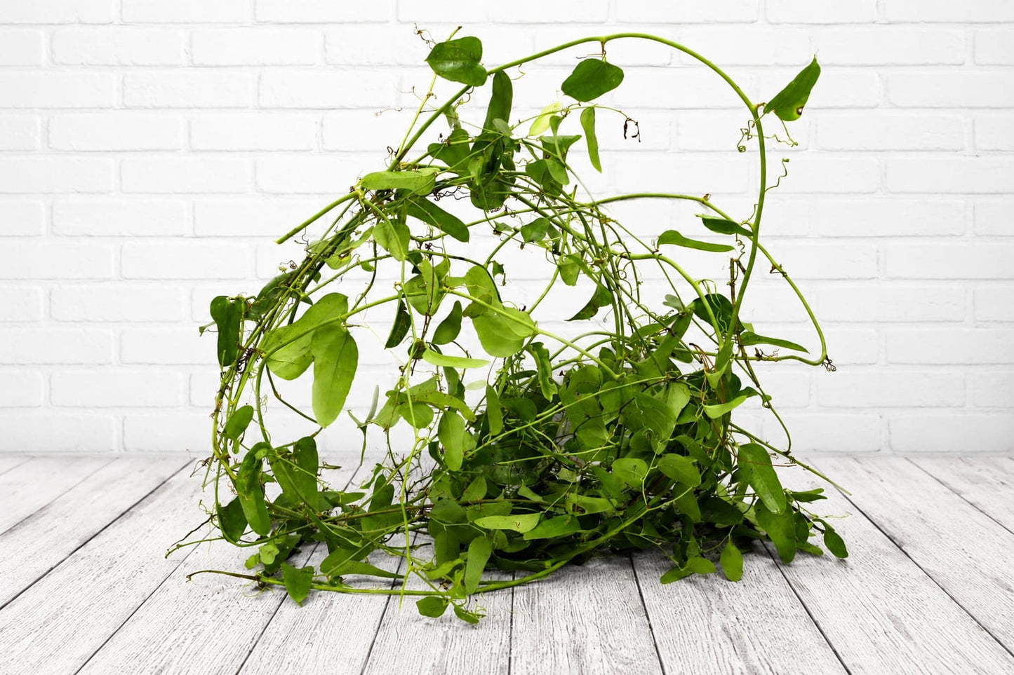 Fresh & Natural Wild Smilax